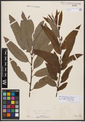 Salix burjatica Nasarow